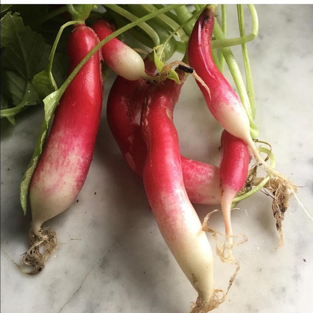 French Radishes :SEEDS